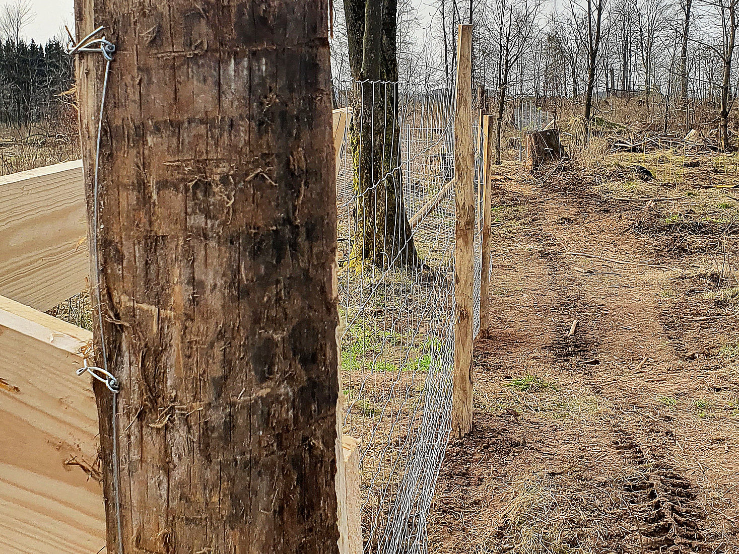 Natural Reforestation Example Natural reforestation